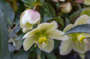 Photo d'Hellebore aussi appelée Rose de Noël.