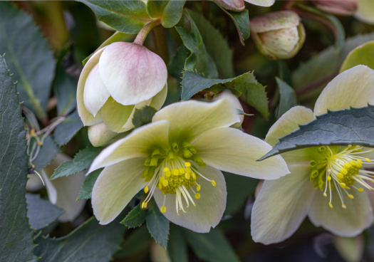 Photo d'Hellebore aussi appelée Rose de Noël.