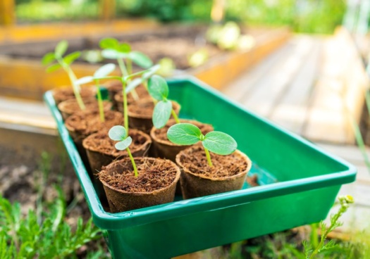 Semis de graines au mois de mars.