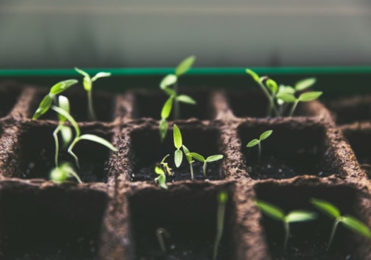 Image d'un semis effectué en bac à semis.
