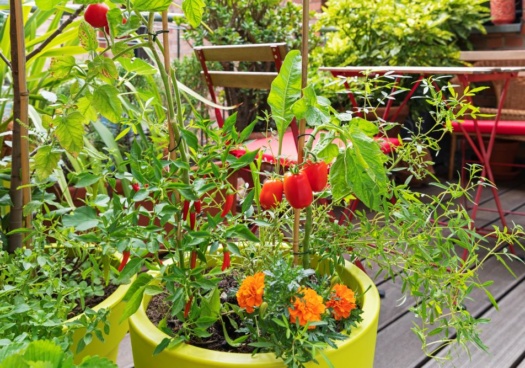 Photo d'un potager sur une terrasse.