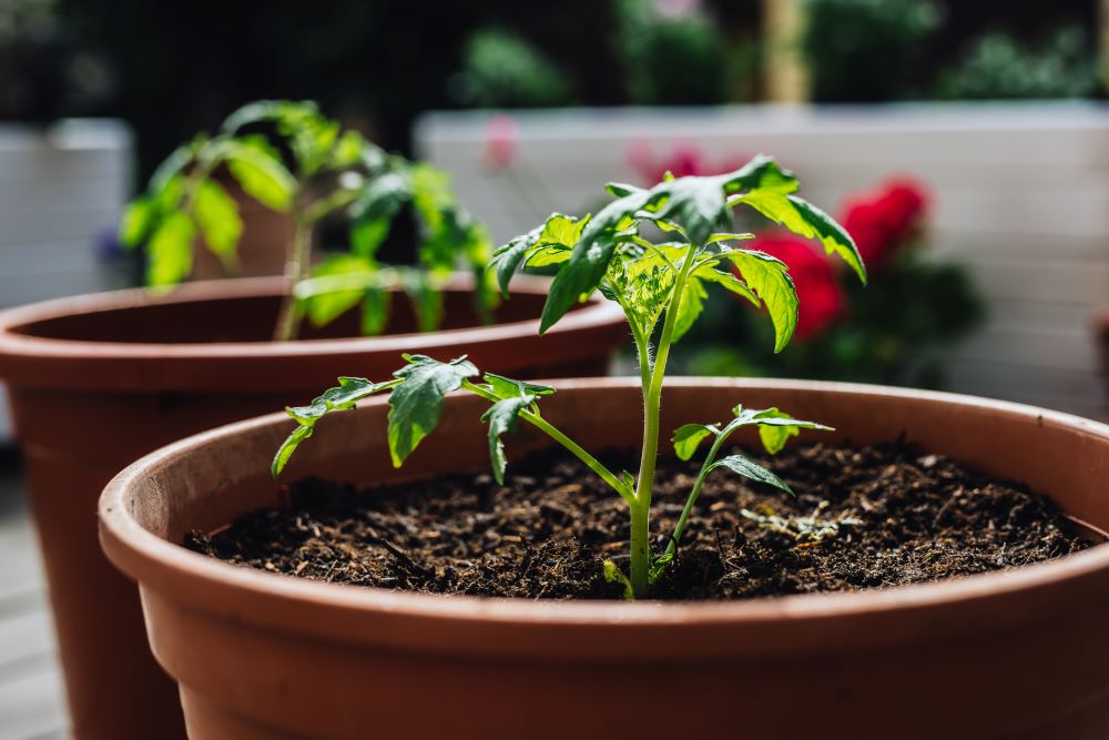 Photo d'un plant de tomate dans un pot en terre cuite.