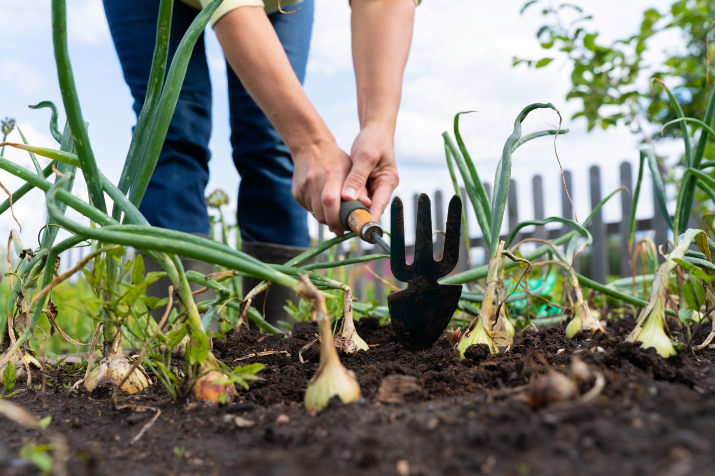 Photo d'un potager remplis d'oignons en train d'être détérrés.