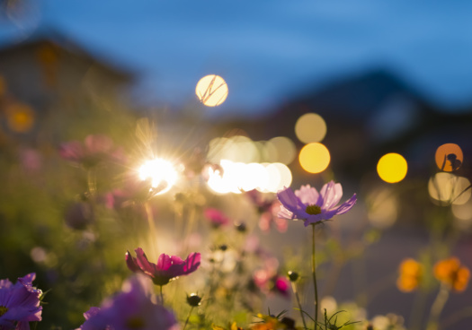 Prise de vue en rapproché de fleurs dans un jardin au clair de lune.