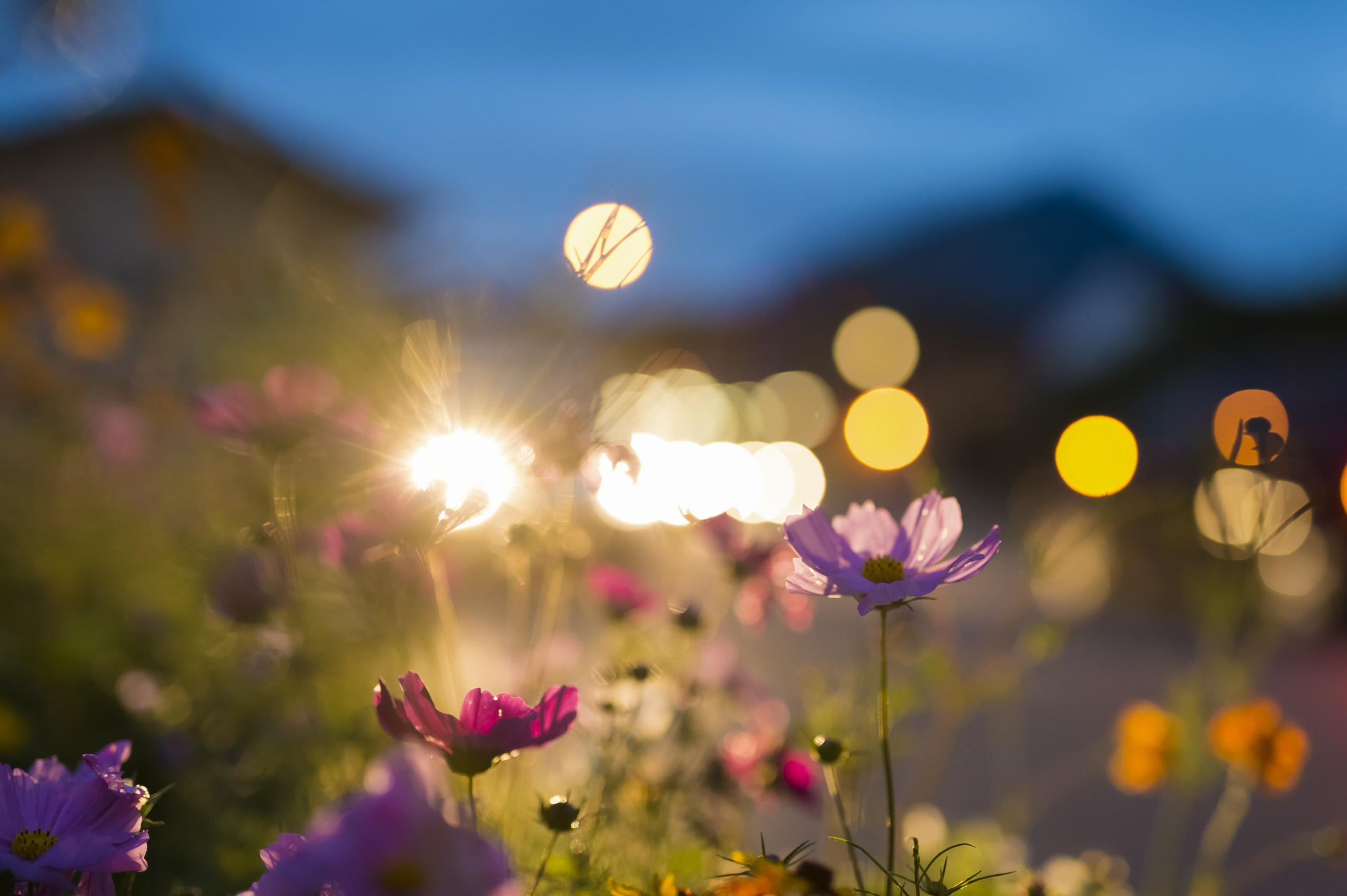 Prise de vue en rapproché de fleurs dans un jardin au clair de lune.