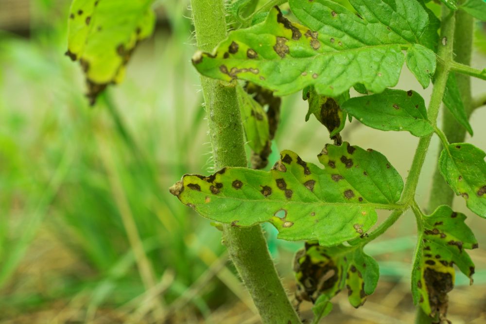 Photo permettant de visualiser la maladie Septoria sur un plant de tomate.