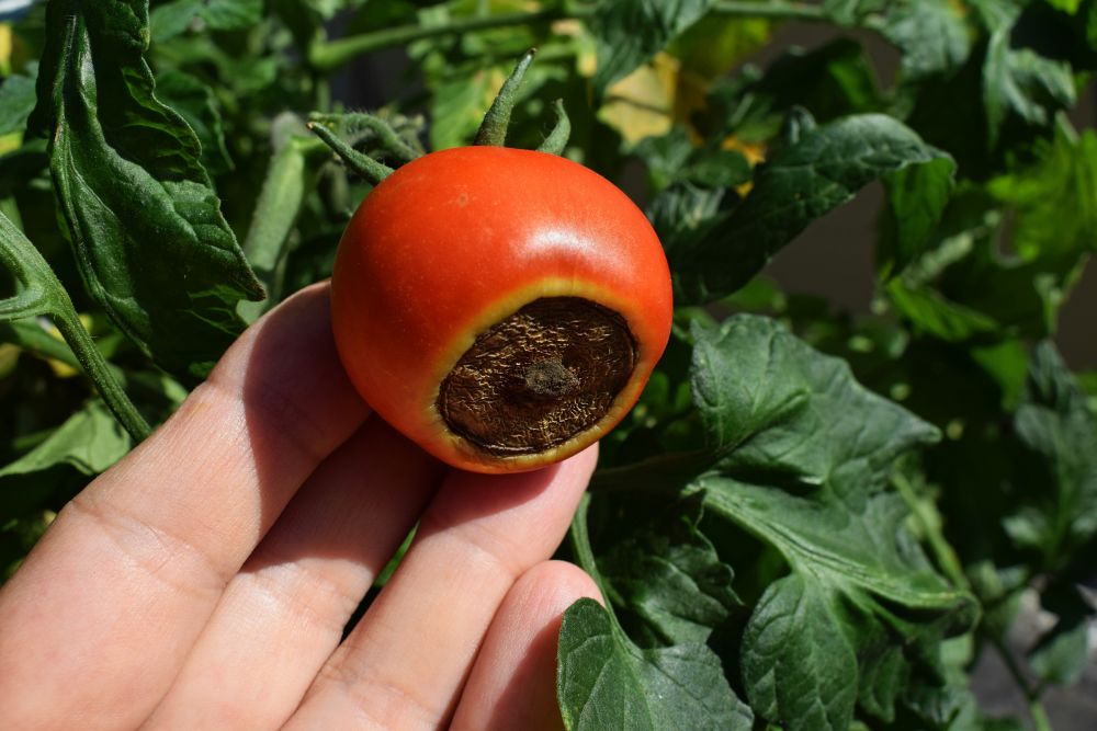 Photo permettant d'illustrer ce qu'est la pourriture apicale.