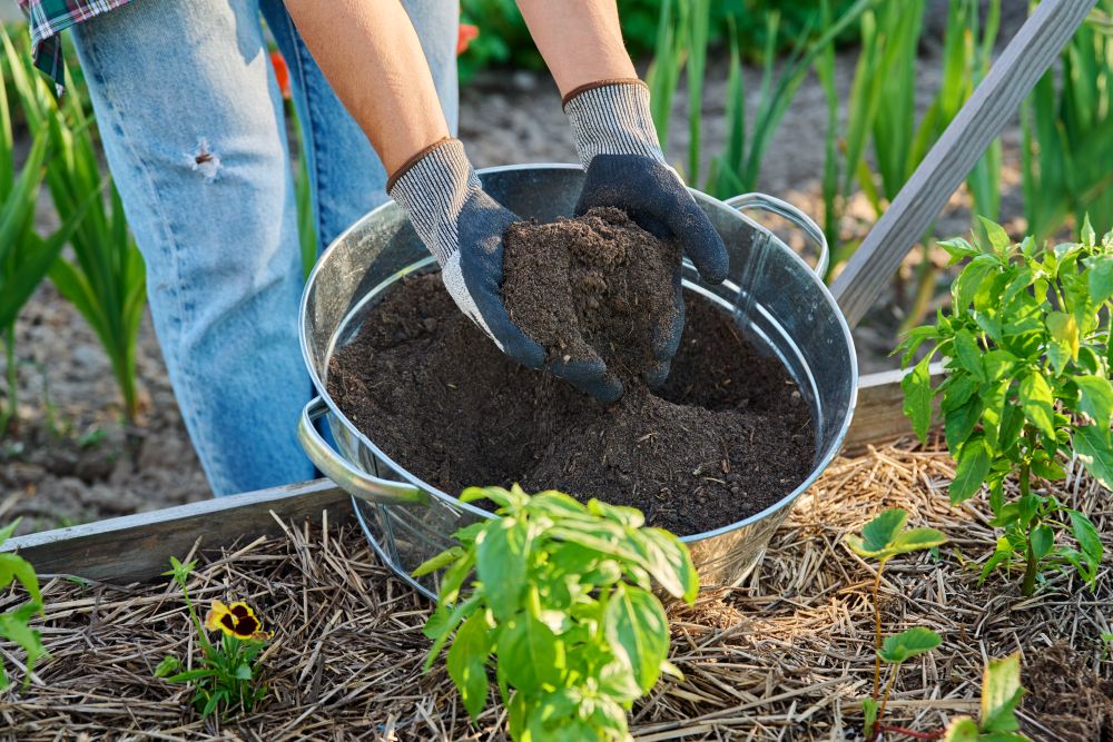 Mains d'un jardinier en train de répandre du terreau au potager.