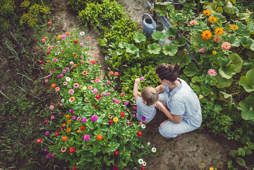 Jardin potager en plein cœur de la saison de printemps : légumes et fleurs