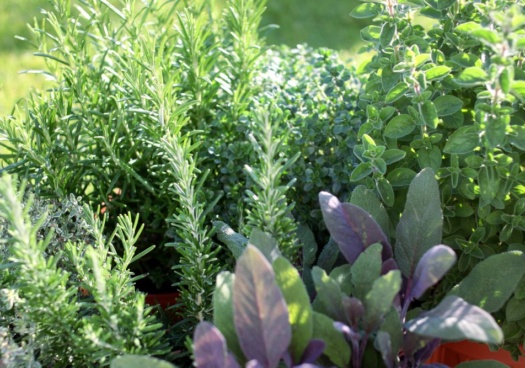 Photo d'aromates au jardin.