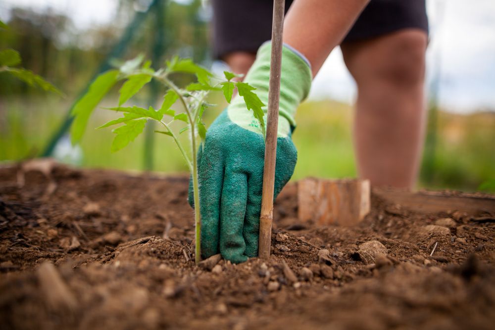 Photo d'un jeune plant de tomates avec un tuteur en bambou à côté.