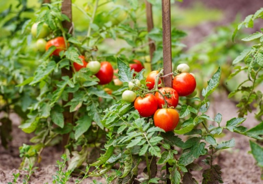 Photo de tuteur sur un plant de tomates.