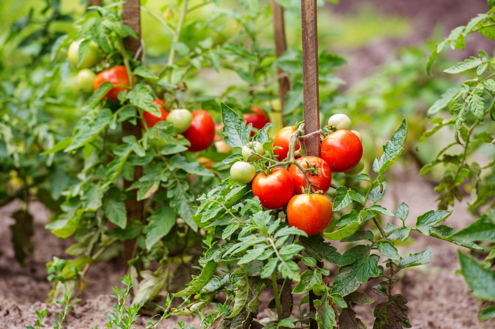 Photo de tuteur sur un plant de tomates.