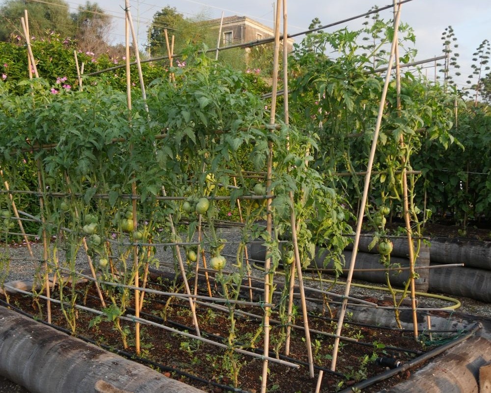 Photo d'un tuteur en structure de tente.