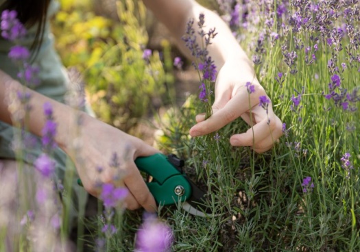 Photo d'un bosquet de lavande au jardin.