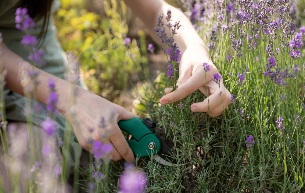 Photo d'un bosquet de lavande au jardin.