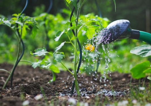 Photo d'un arrosage de tomates au niveau des racines.