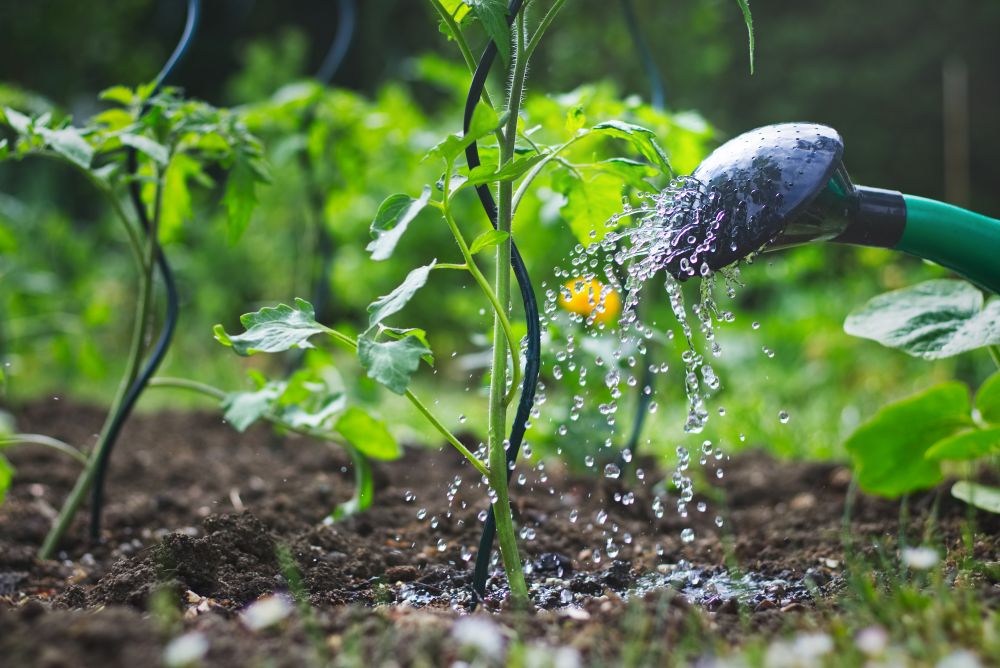 Photo d'un arrosage de tomates au niveau des racines.