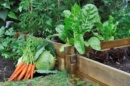 Photo d'un carré potager en bois
