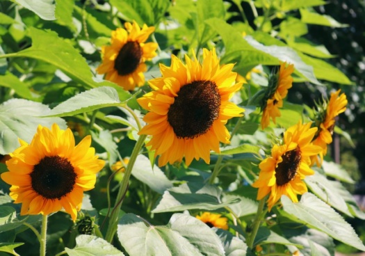 Photo de tournesols dans un jardin.