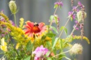 Photo d'un pollinisateur au jardin sur une fleur.