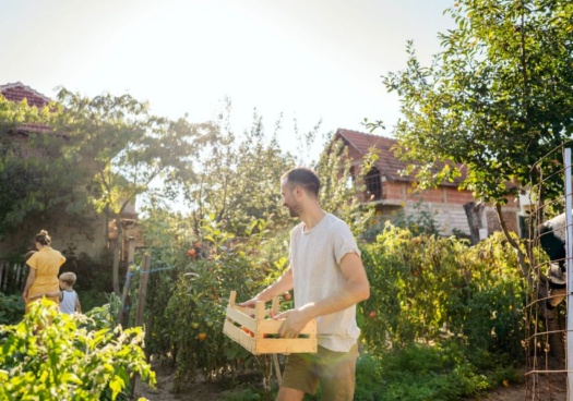 Homme dans un potager tenant sa récolte dans une caisse en bois.