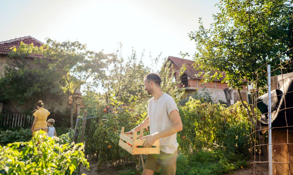 Homme dans un potager tenant sa récolte dans une caisse en bois.
