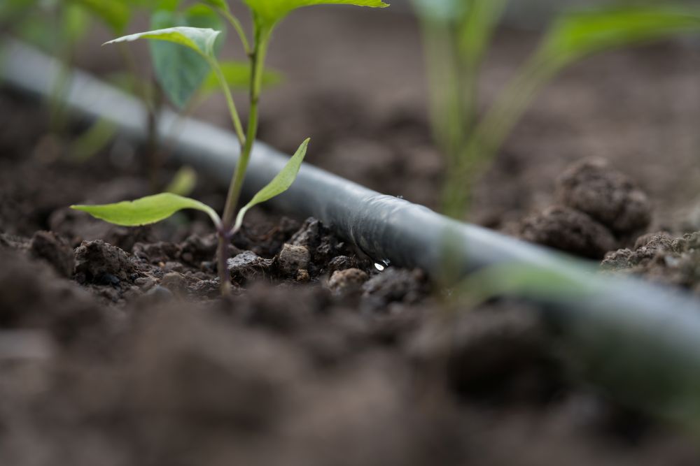 Système d'irrigation automatique potager