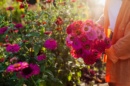 Photo d'un bouquet de zinnias fraichement coupés au jardin.