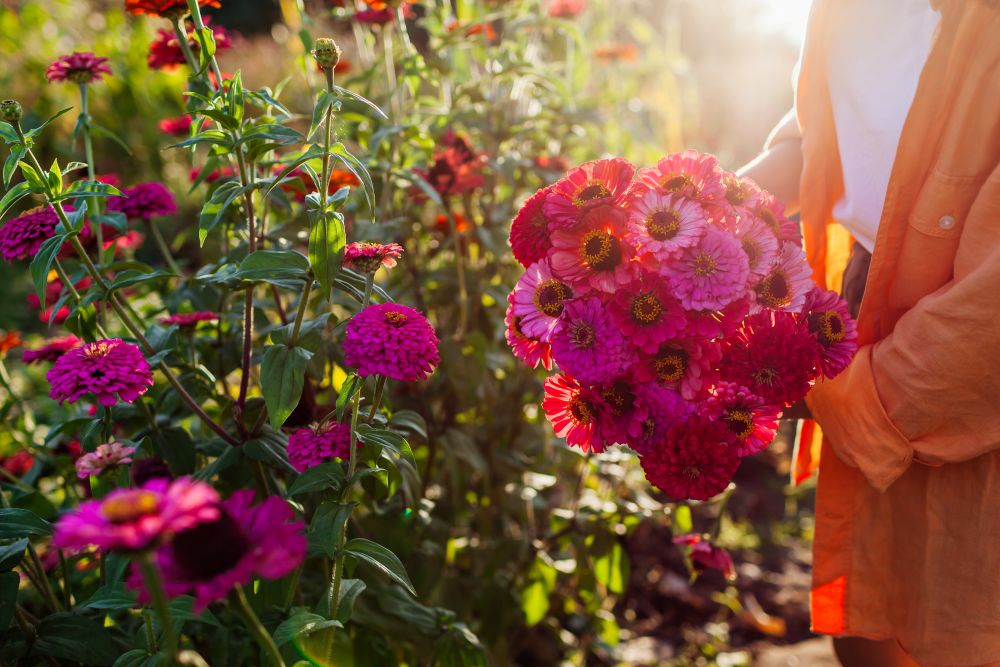 Photo d'un bouquet de zinnias fraichement coupés au jardin.