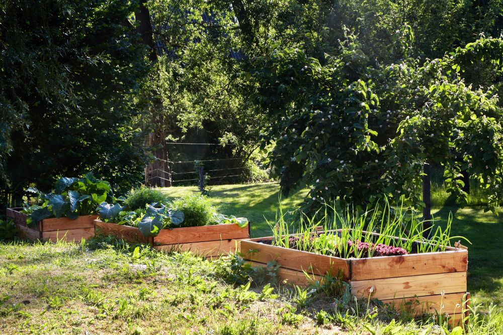 Photo de trois carrés potager en hauteur