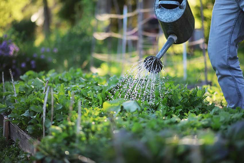 Jardin potager en plein cœur de l'été