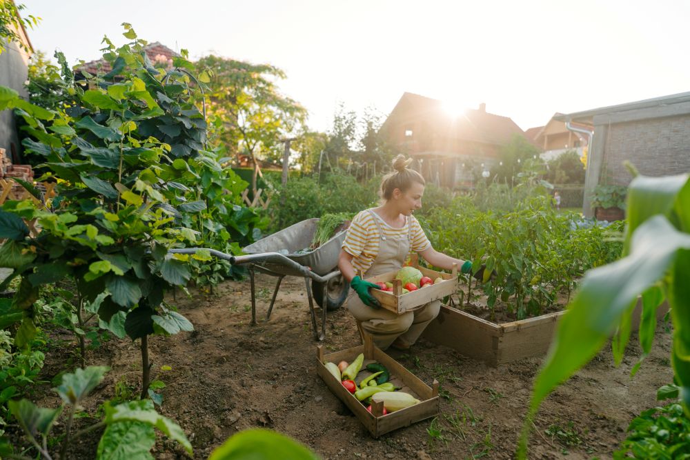 Photo mettant en avant la gestion du potager durant la saison de l'été.