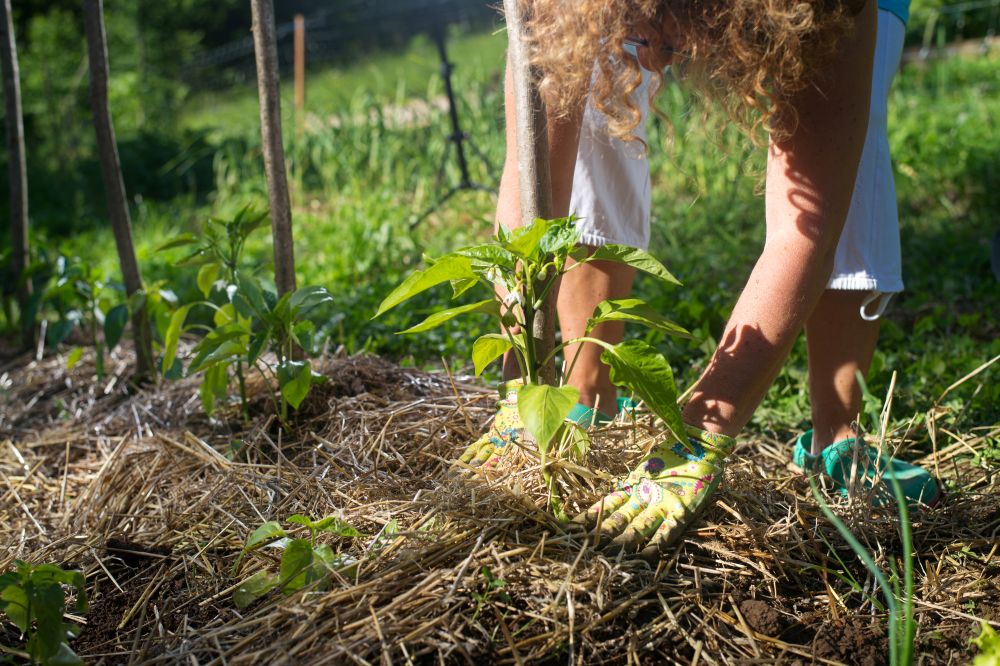 Paillage d'été au potager