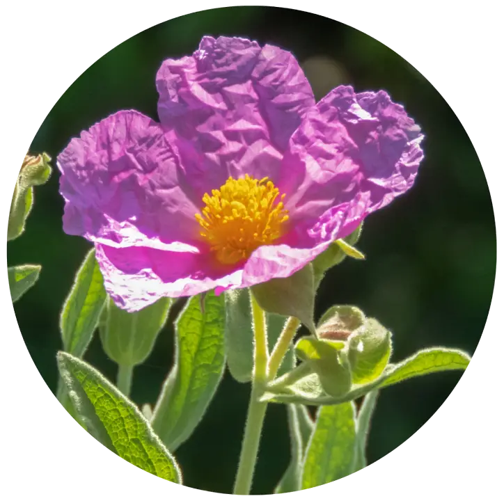 Photo représentant une fleur de ciste Cotonneux