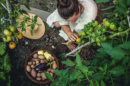 Jeune femme récoltant des légumes frais dans son potager.
