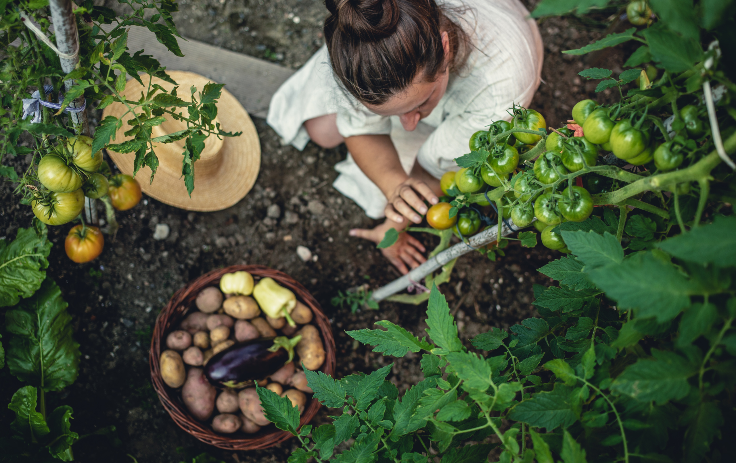 Jeune femme récoltant des légumes frais dans son potager.