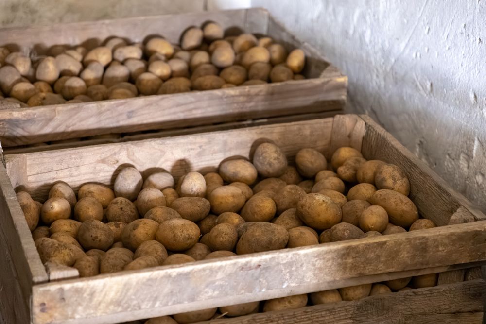 Pommes de terre stockées dans une caisse en bois ventilée, à l'abri de la lumière
