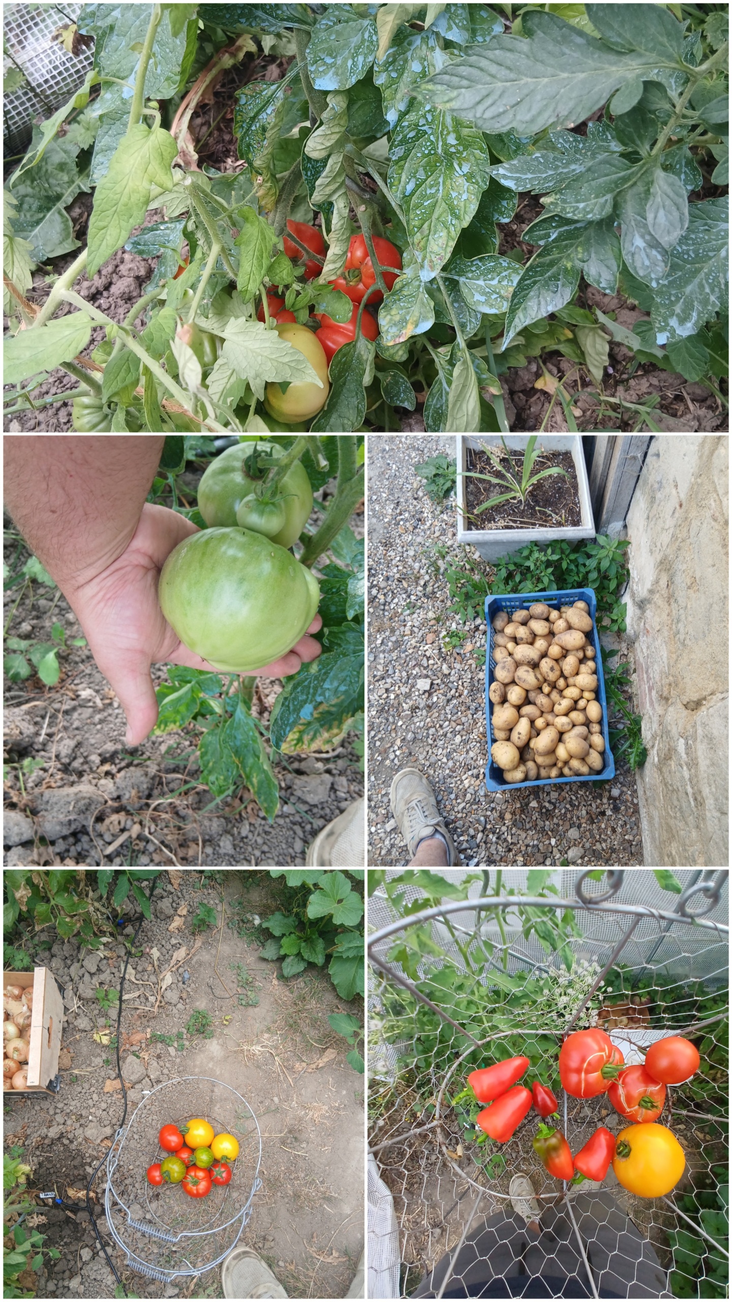 20260802_110837-COLLAGE.jpg