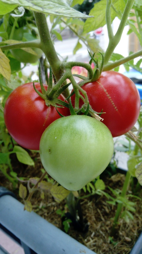 Pourquoi pas des tomates au balcon......