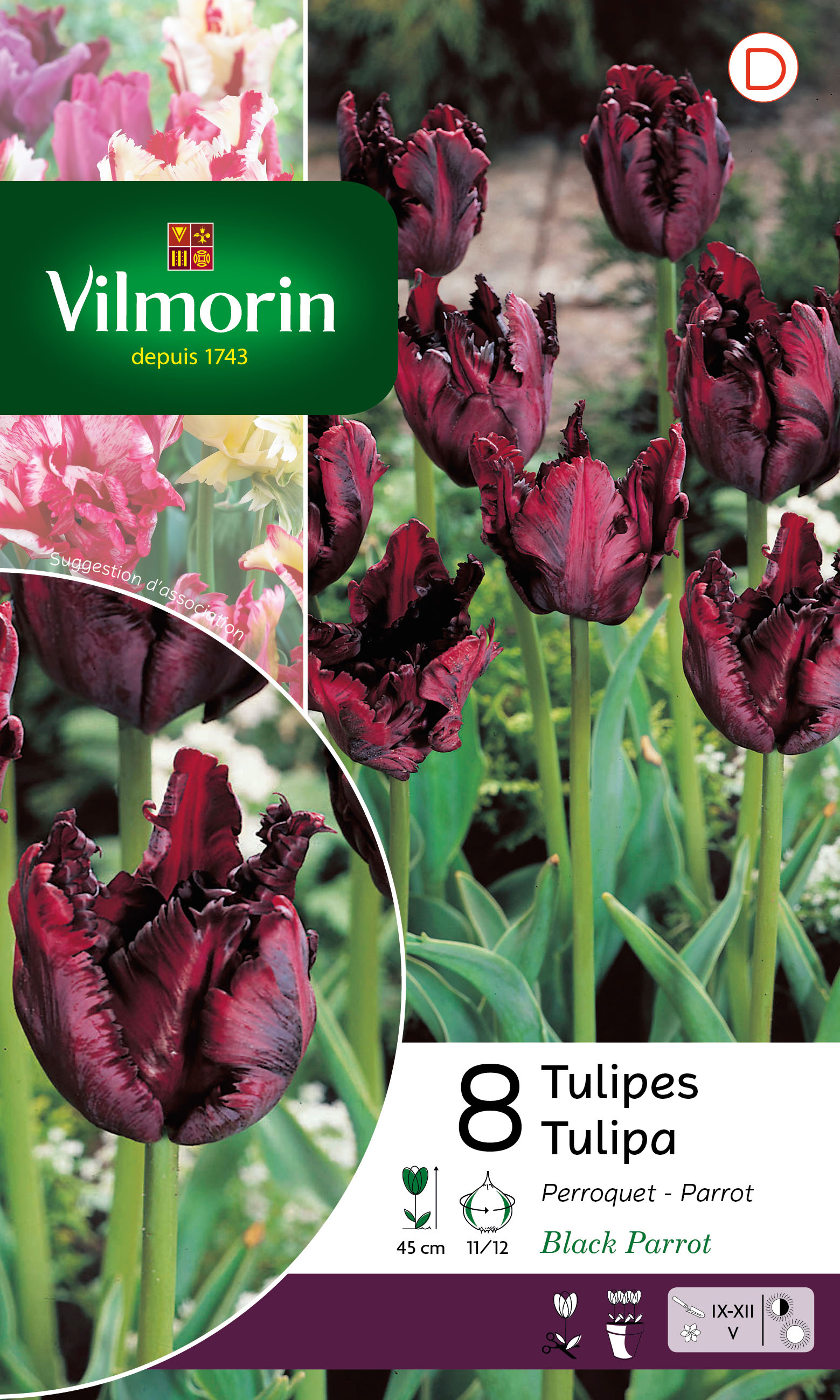 Tulipa black parrot - bulbes à fleurs x14 - tulipe perruche