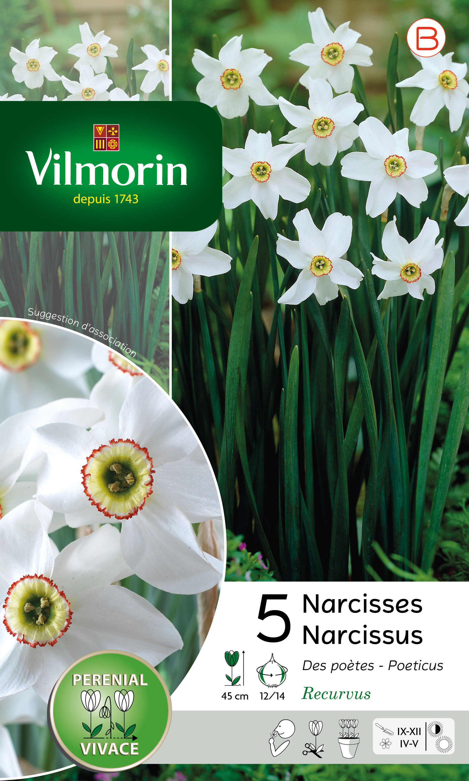Narcisse Recurvus
