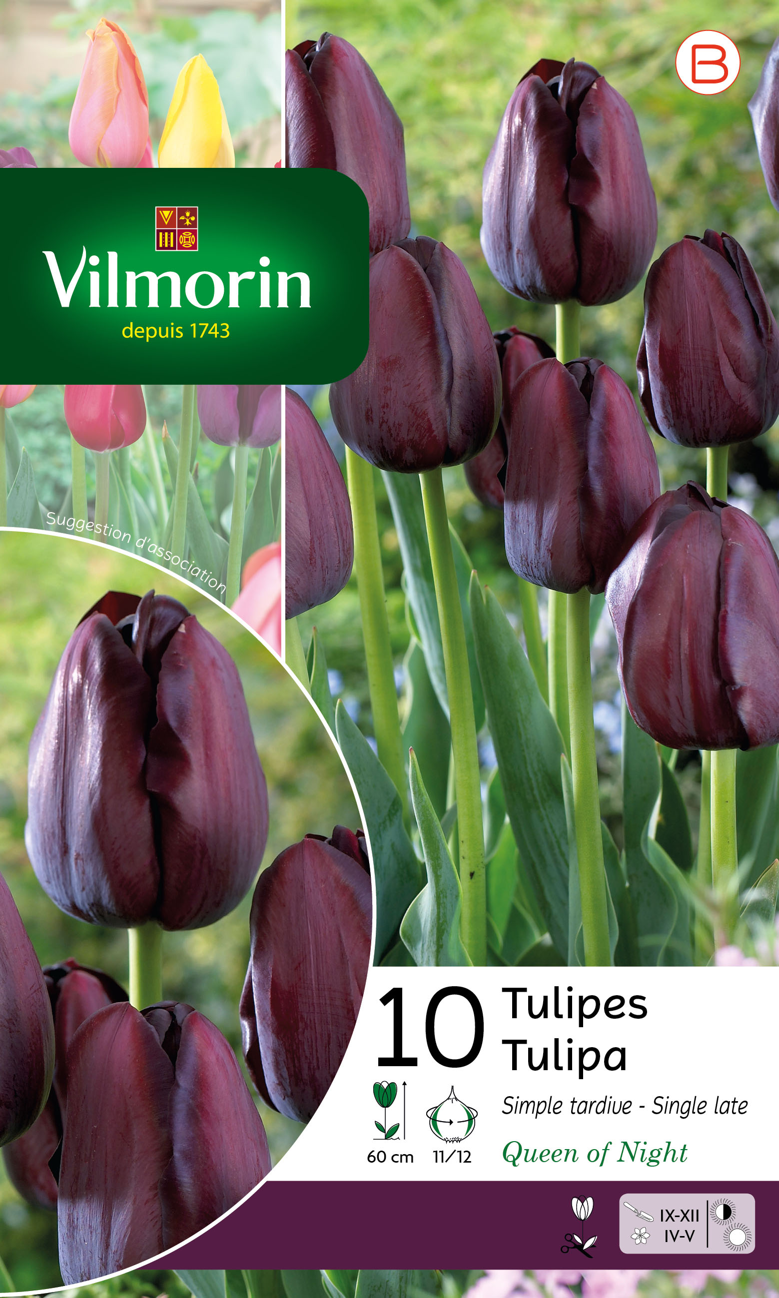 Tulipe Queen Of Night