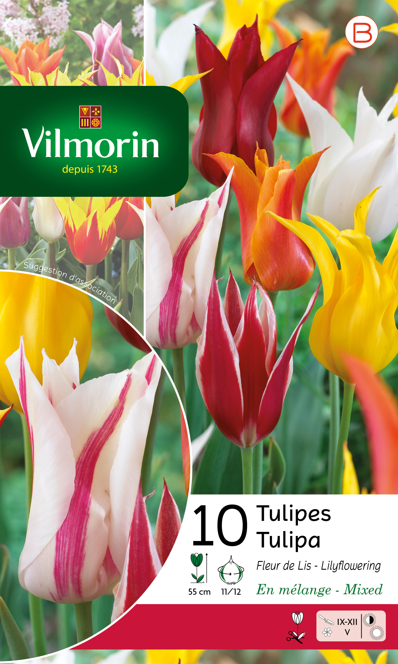 Tulipe fleur de Lys en mélange