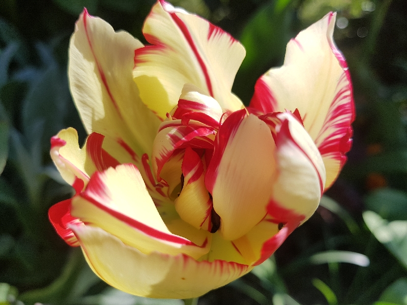 C'est de saison les tulipes 