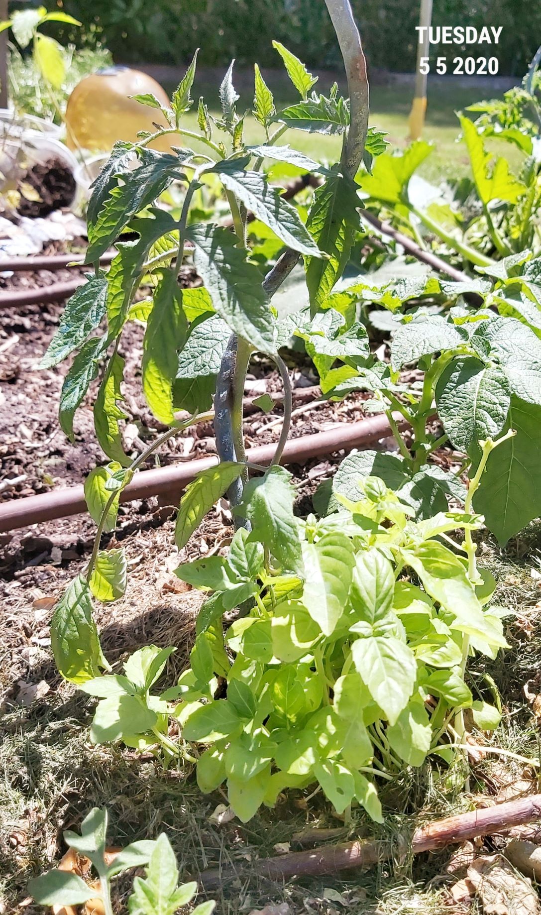 semis des tomates cornue des andes