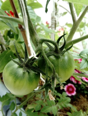 Tomates en jardinières