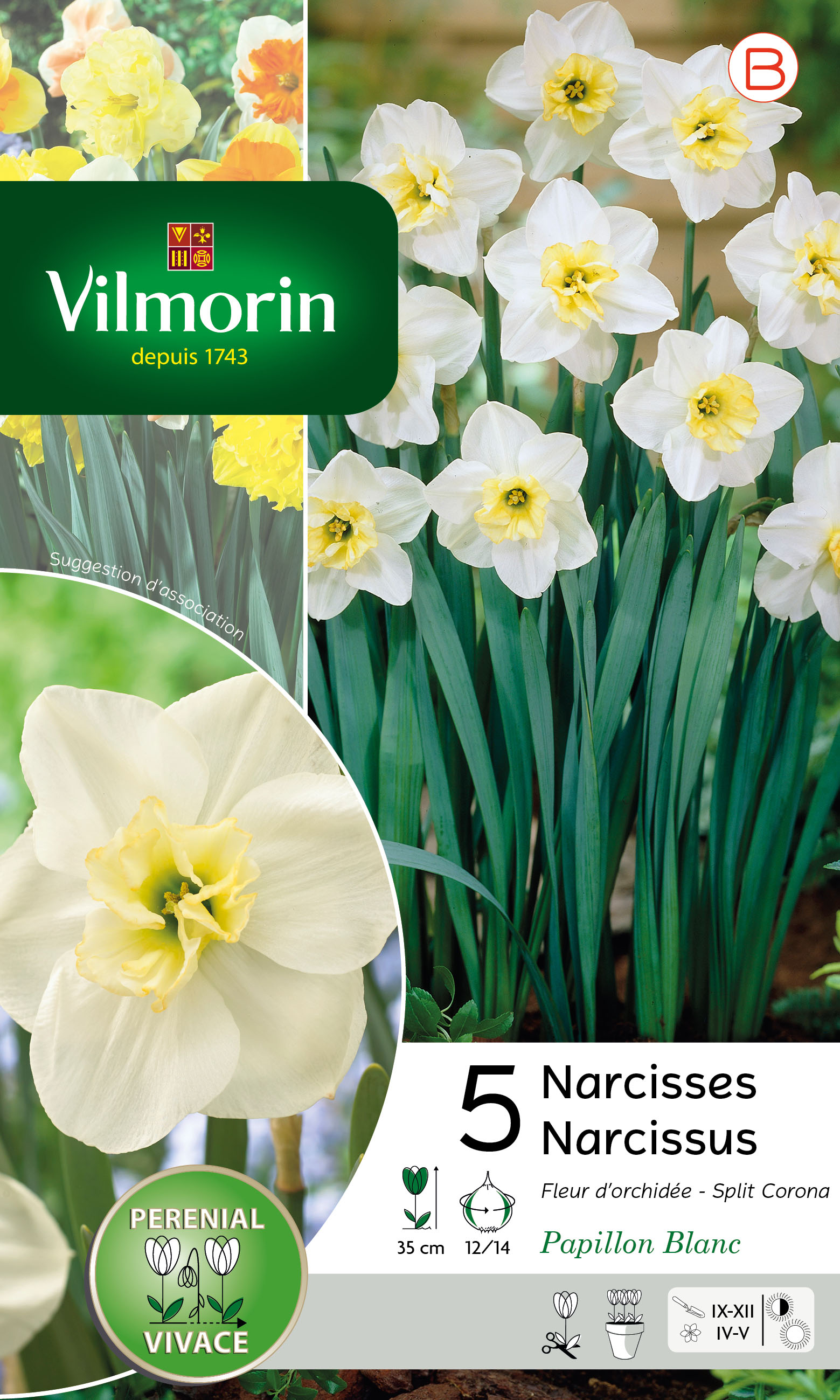 Narcisse Papillon Blanc